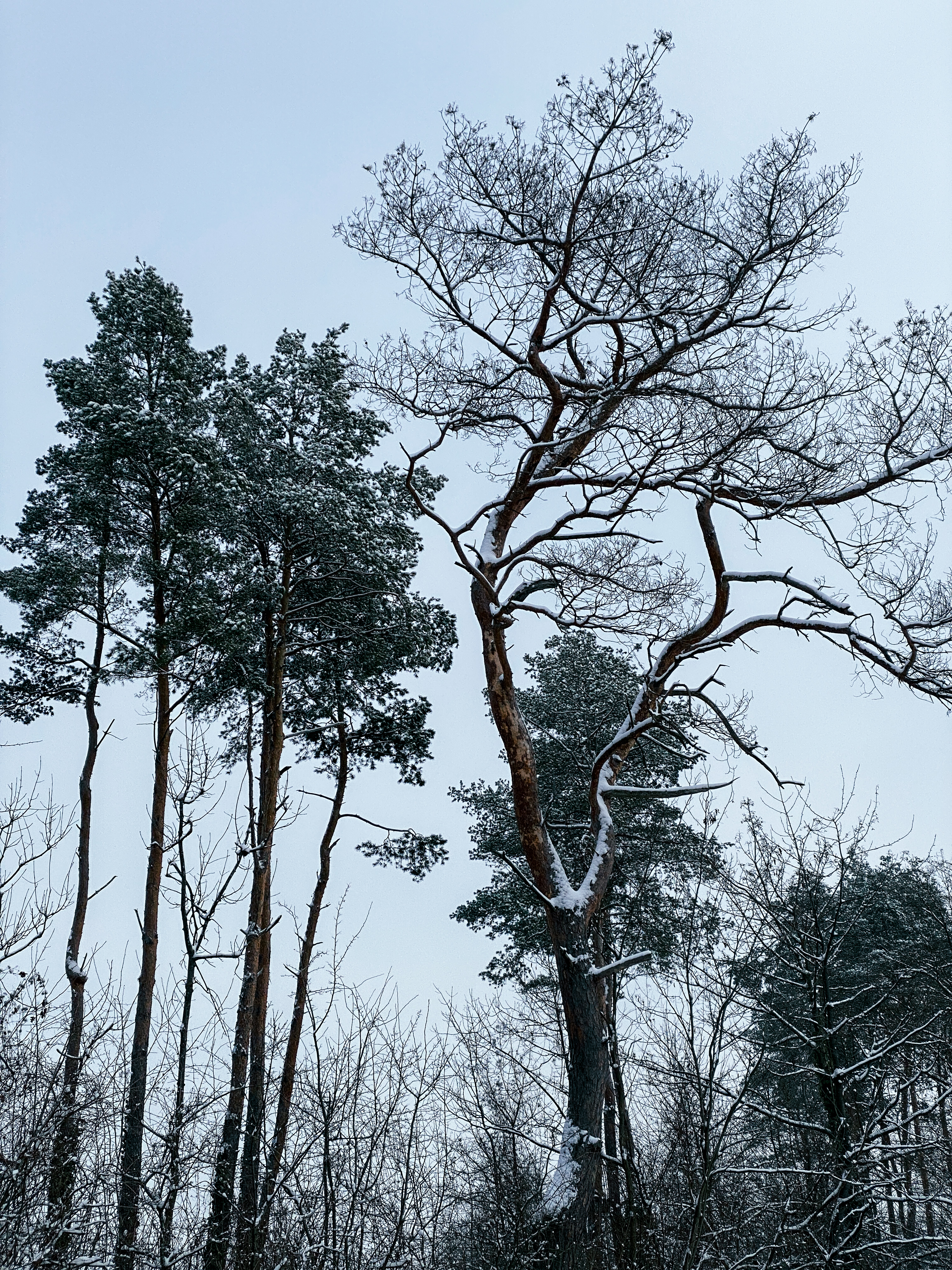 Foto: Gudrun Gempp, Bäume im Winterlicht.
