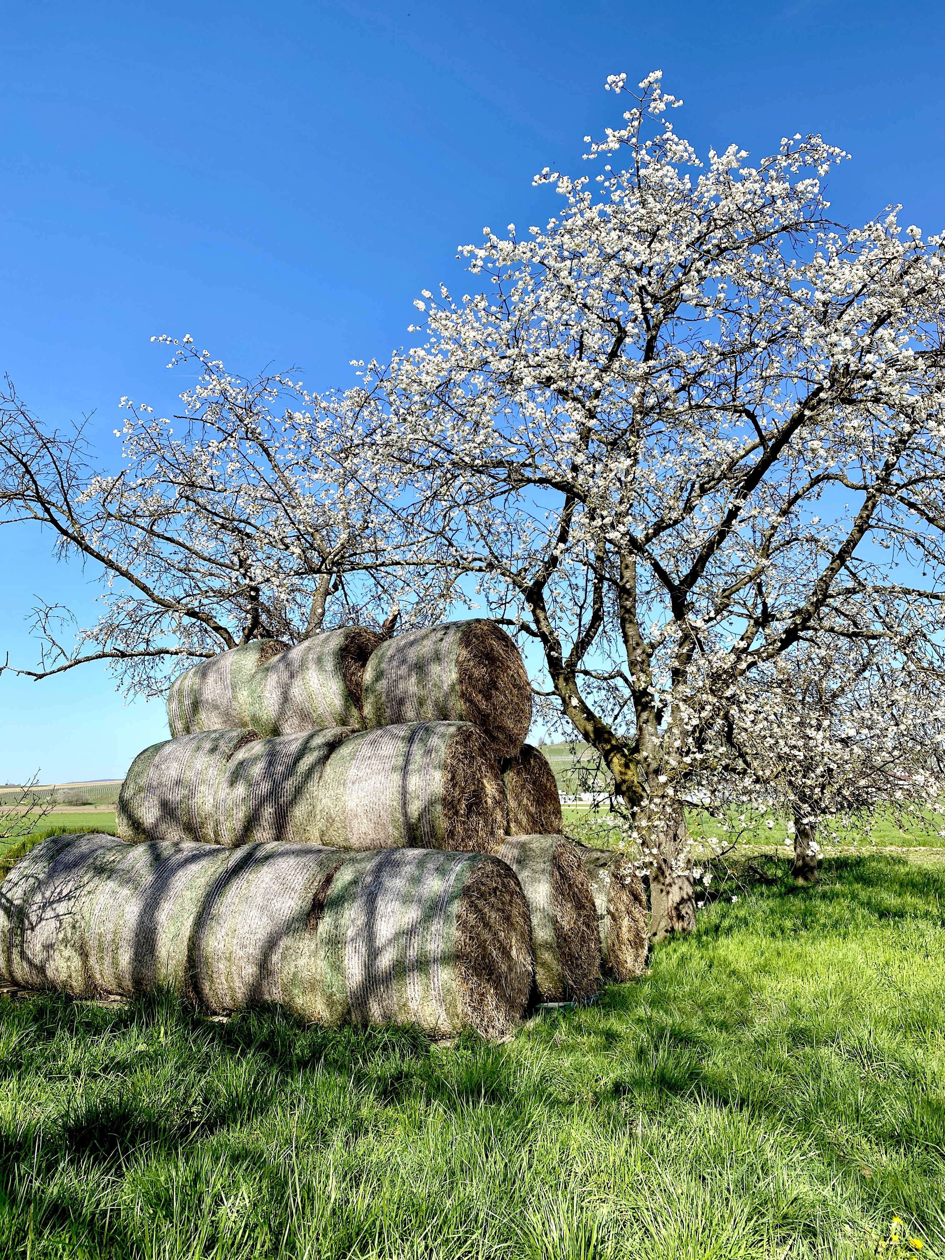 Ein blühender Kirschbaum auf einer grasgrünen Wiese, Heuballen und lange Schatten. Foto: Gudrun Gempp, 26. März 2024