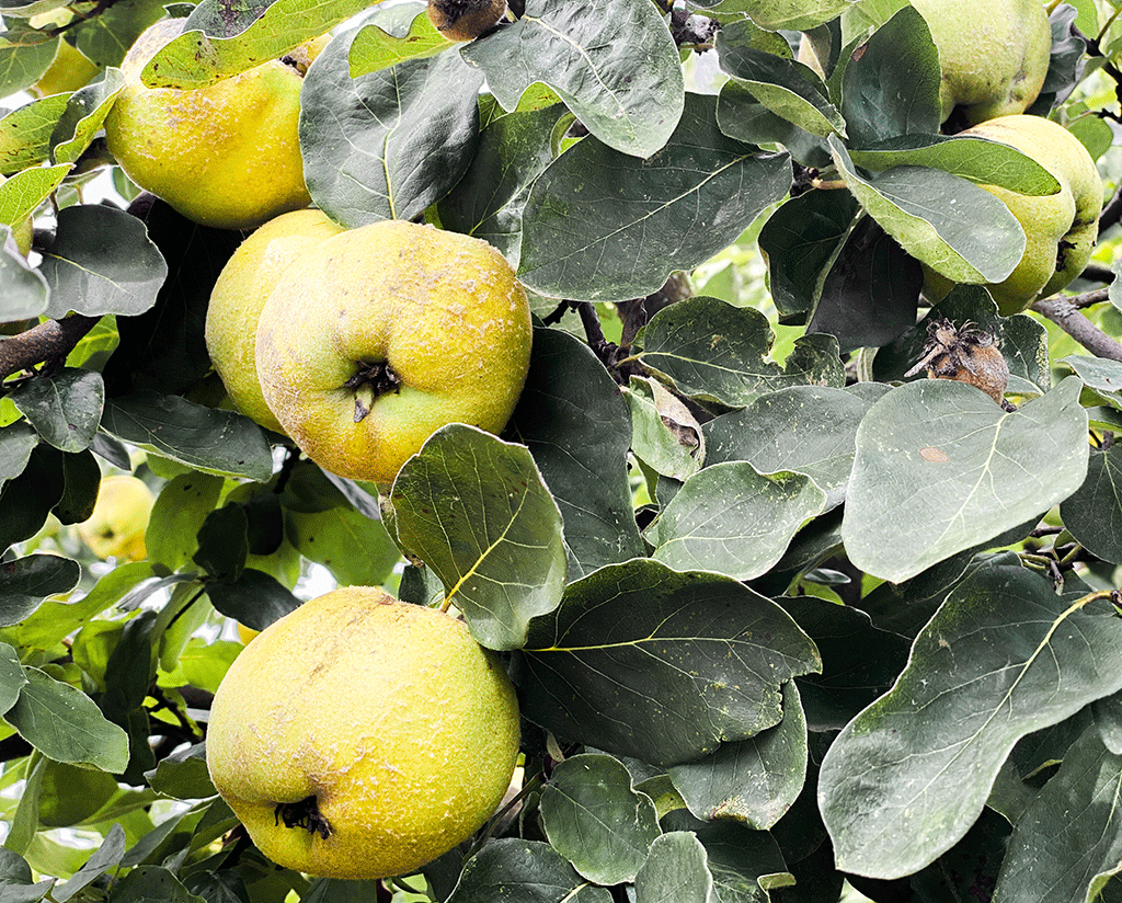Quittenbaum, der mit leuchtend gelben Früchten vollhängt.