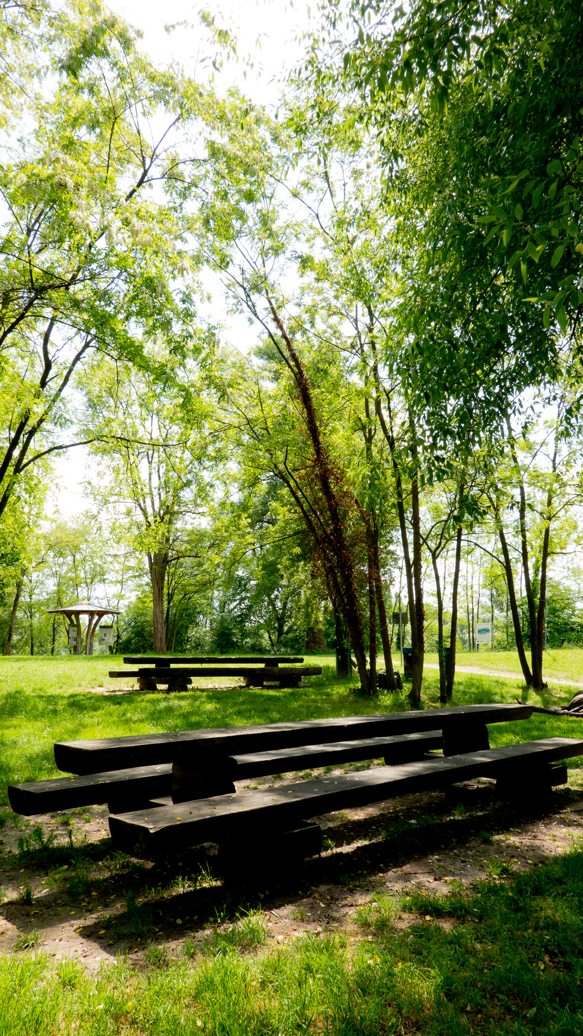 Fotos Gudrun Gempp: Picknickplatz unter Bäumen an der Kandermündung am Altrhein und Wirtschaftsweg mit Feldern / Wald zu beiden Seiten.