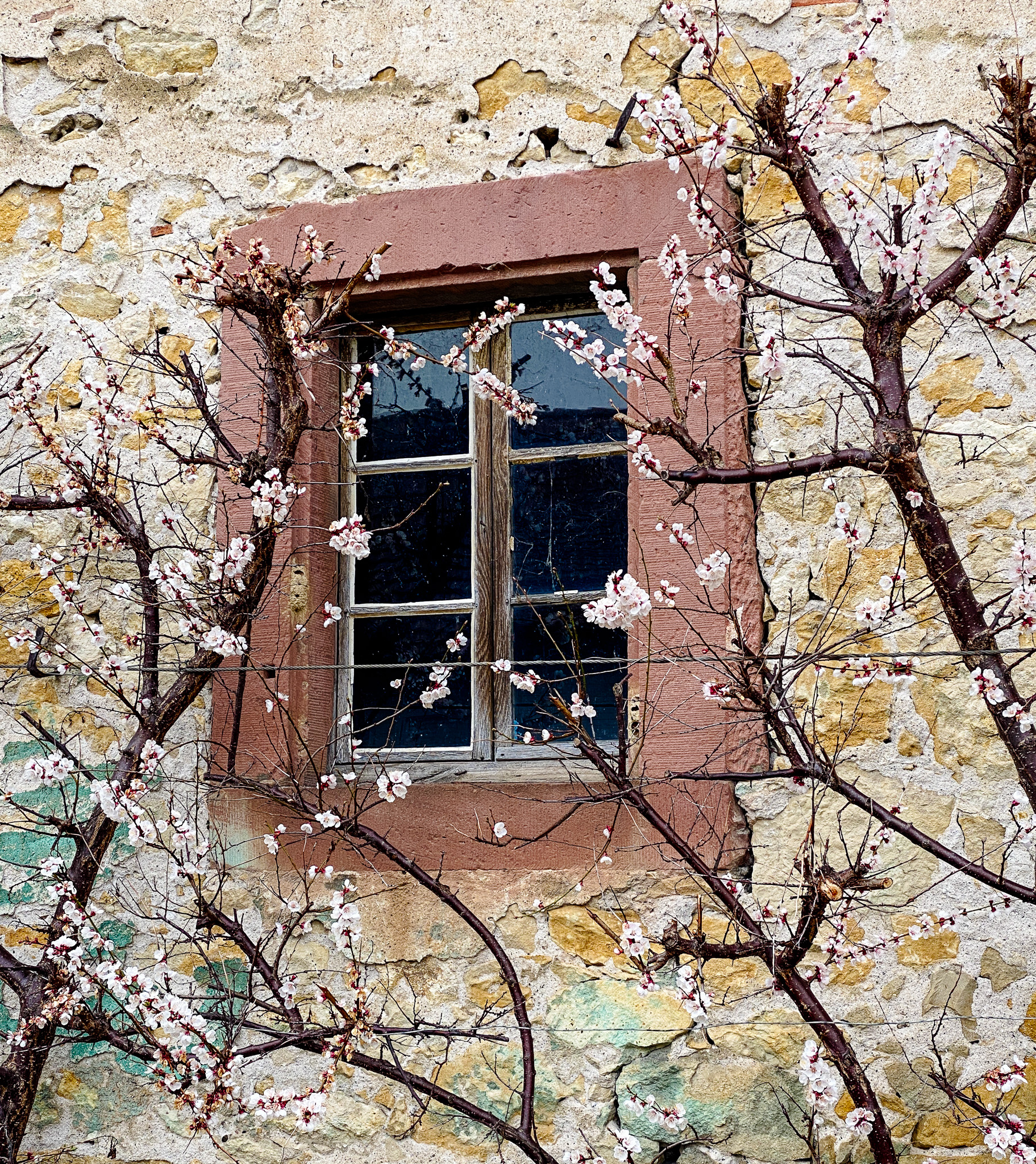 Foto: Gudrun Gempp, ein Baum, der zu blühen beginnt an einer Bruchsteinhauswand mit einem Fenster. Im alten Ortskern von Efringen.